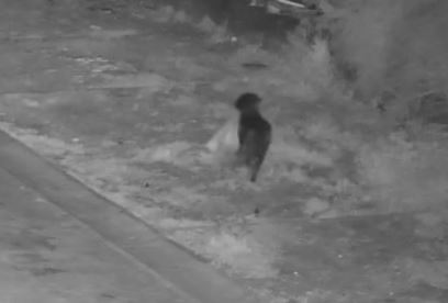 Italian man accused of training his dog to illegally dump rubbish